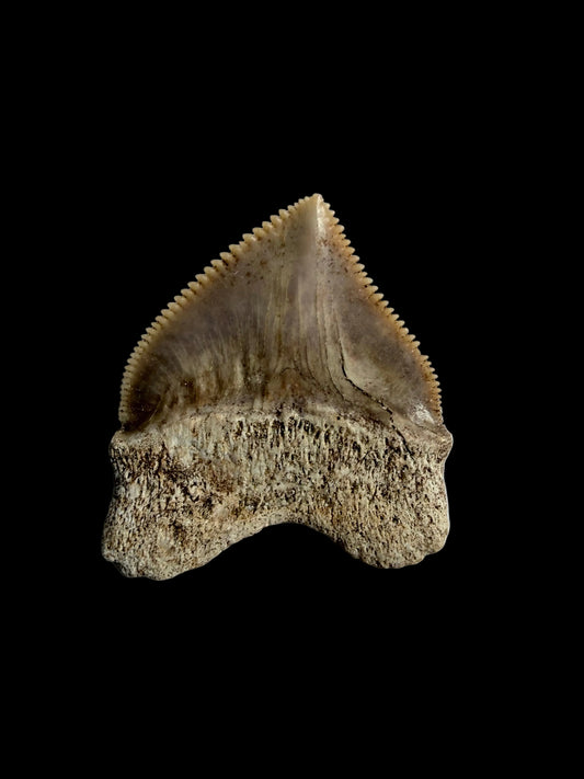 Squalicorax pristodontus shark tooth fossil from Morocco | 1.08"