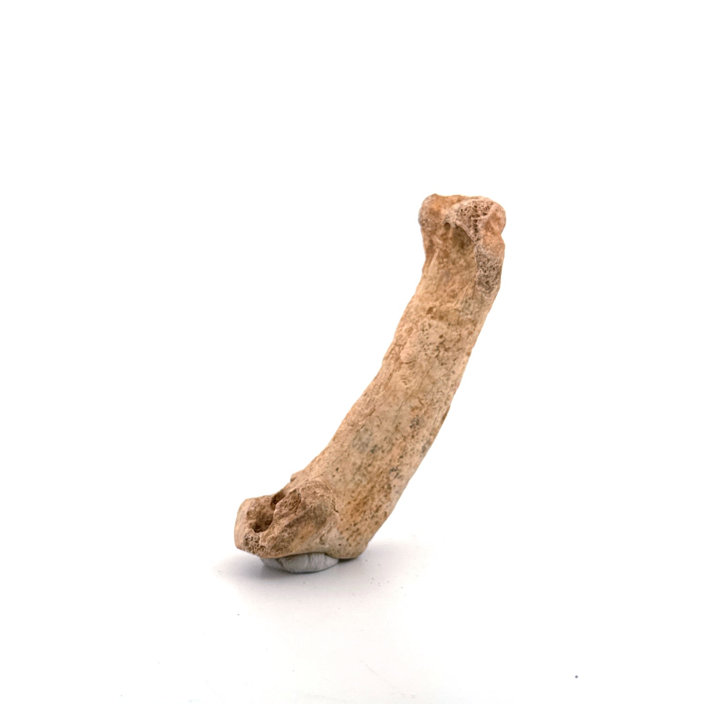 Holenbeer (Ursus spelaeus) Middenhandsbeen Fossiel (3.28"), Pleistoceen, Roemenië