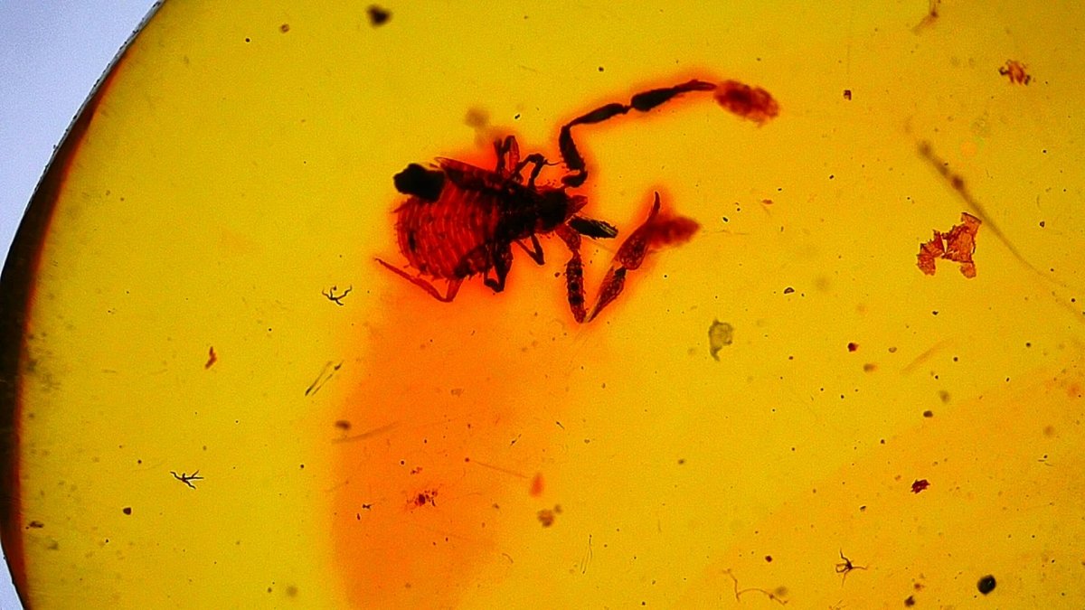0.47" Burmese Amber with small pseudoscorpion species insect - FossilsAndMore