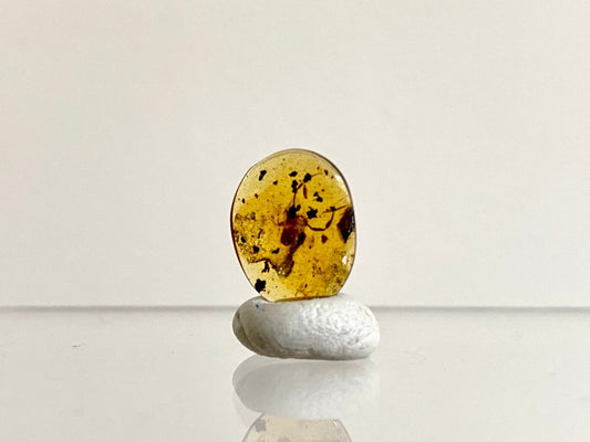 0.53" Burmese Amber with small pseudoscorpion species insect - FossilsAndMore