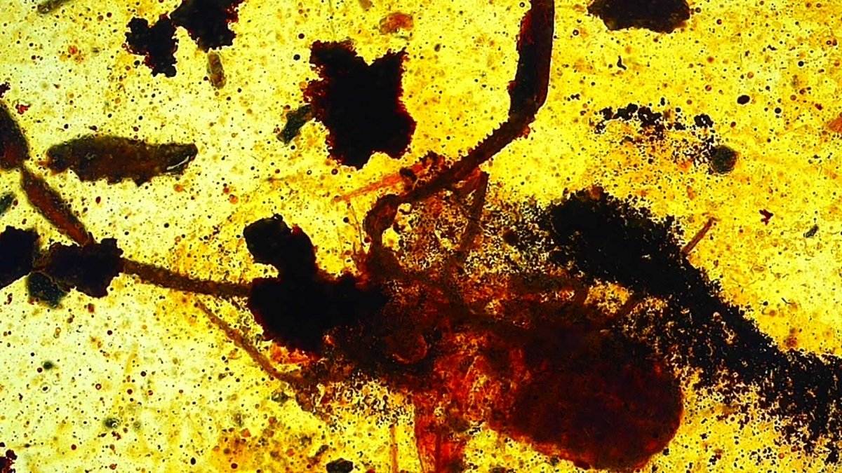 0.53" Burmese Amber with small pseudoscorpion species insect - FossilsAndMore