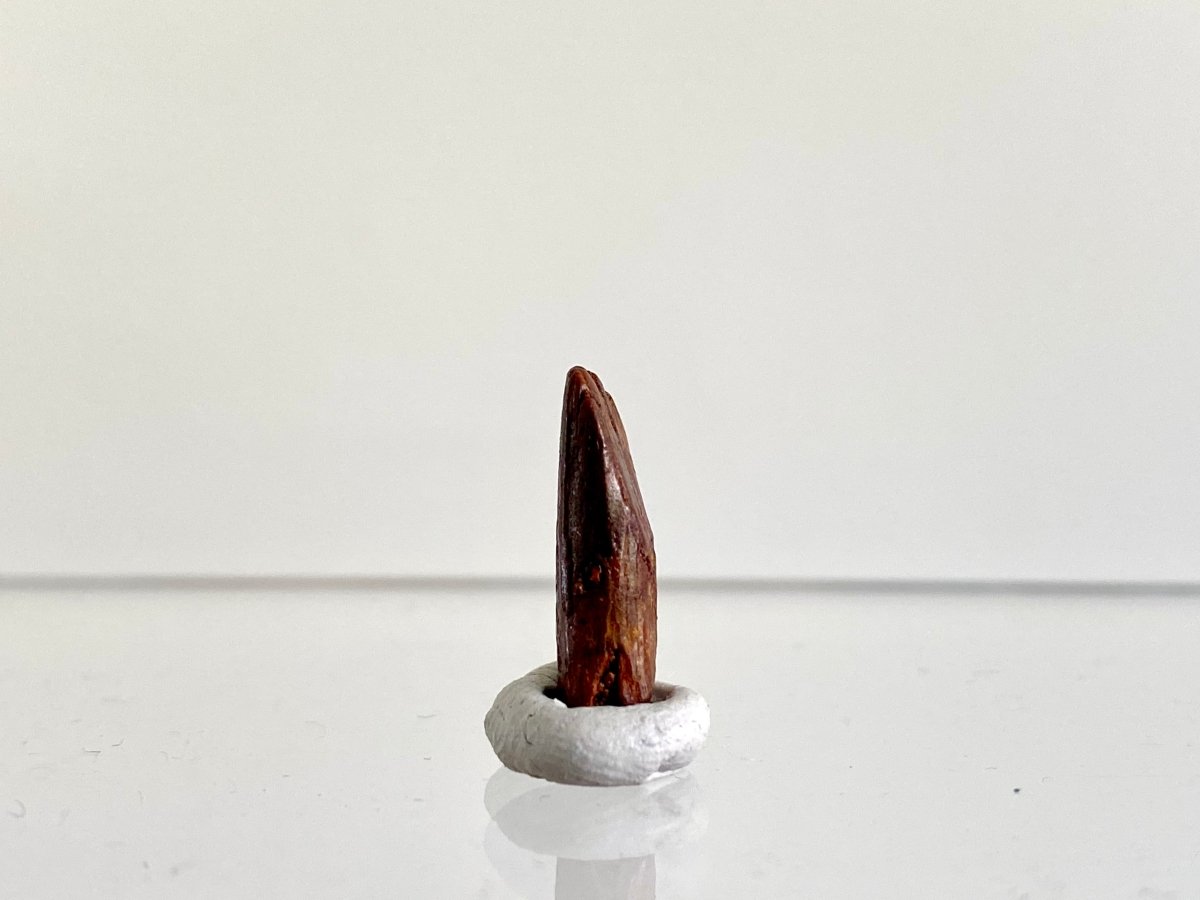 0.70" Rebbacchisaurus sauropod dinosaur tooth - FossilsAndMore