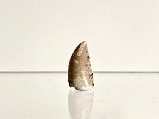 0.73" Majungasaurus tooth, Rare theropod dinosaur fossil tooth - FossilsAndMore