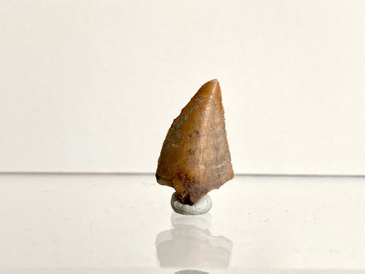 0.97" Large Majungasaurus tooth, Rare theropod dinosaur fossil tooth - FossilsAndMore