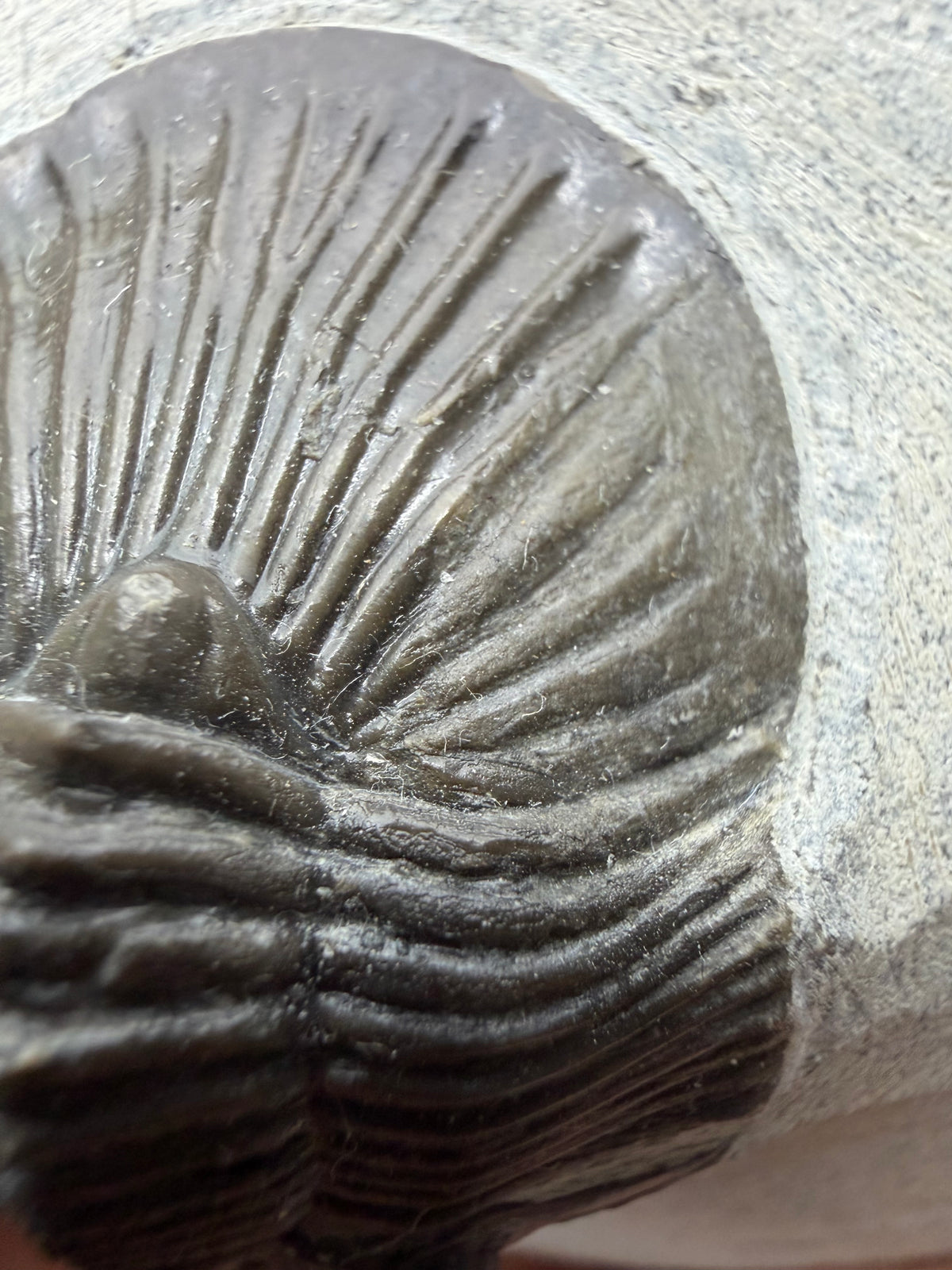 Scutellum sp. Trilobiet op Matrix uit Devoon, Marokko (1.45 inch)