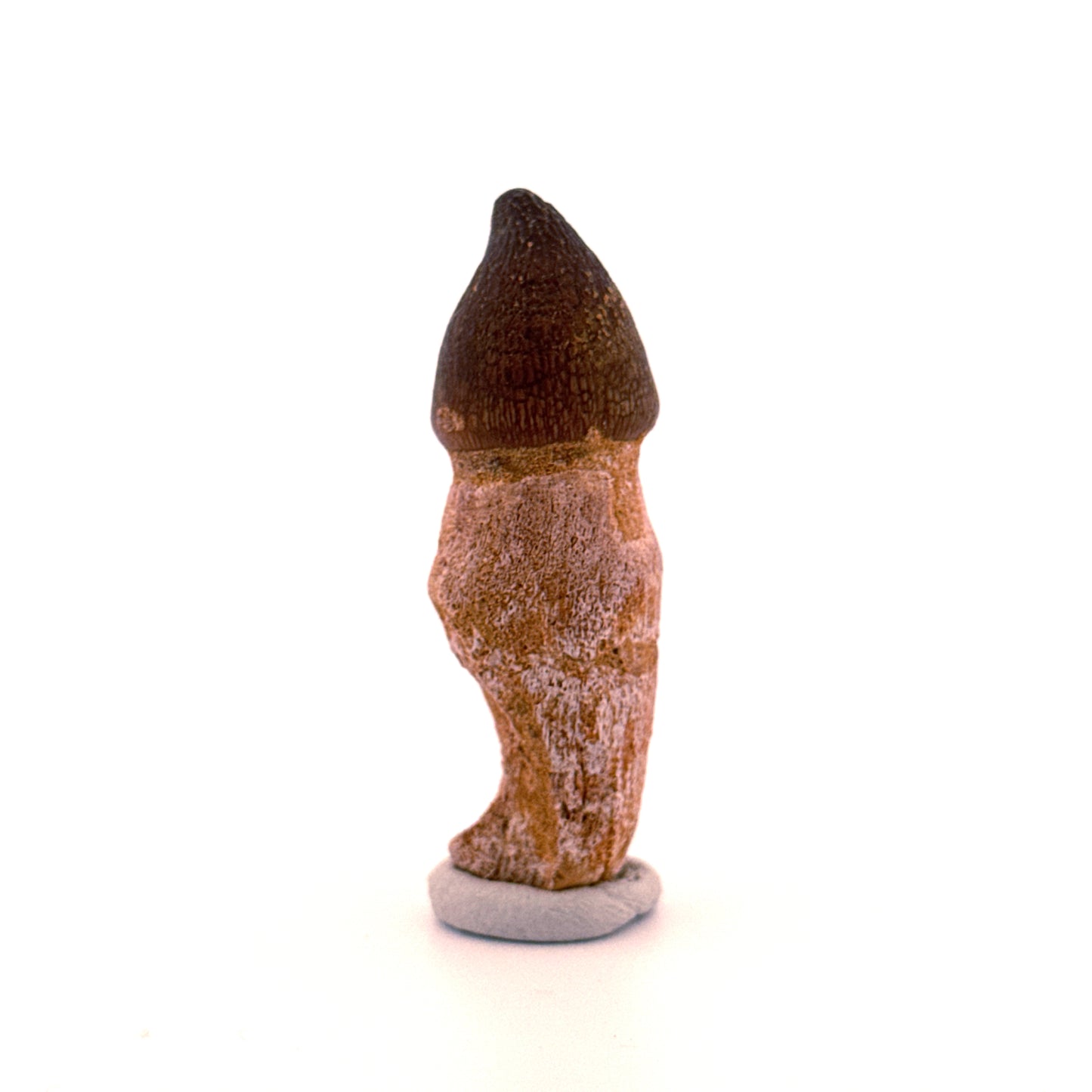 Globidens phosphaticus tand met natuurlijke wortel uit het Krijt, Marokko (2,37 inch)