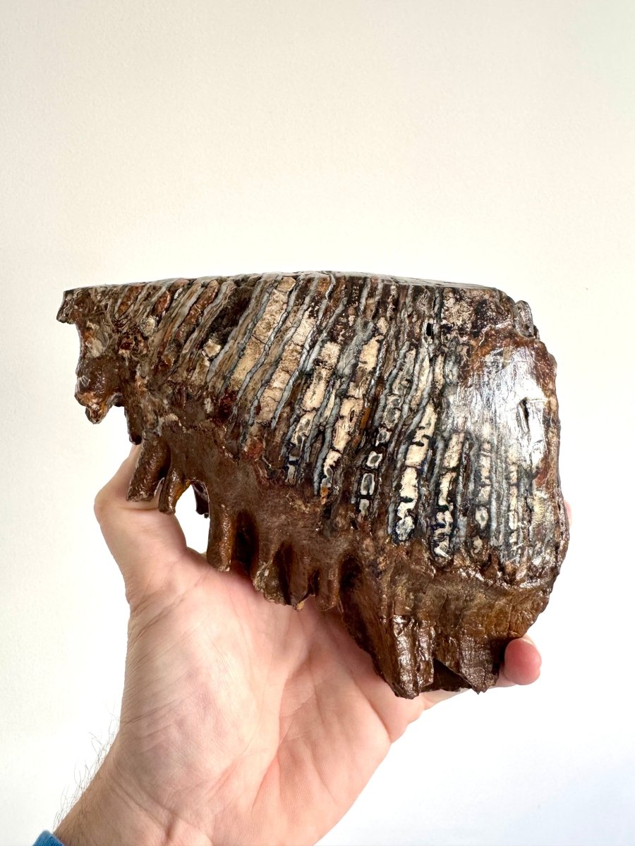 1.5 KG Mammoth Primigenius Molar, Bruine bank, North Sea - FossilsAndMore