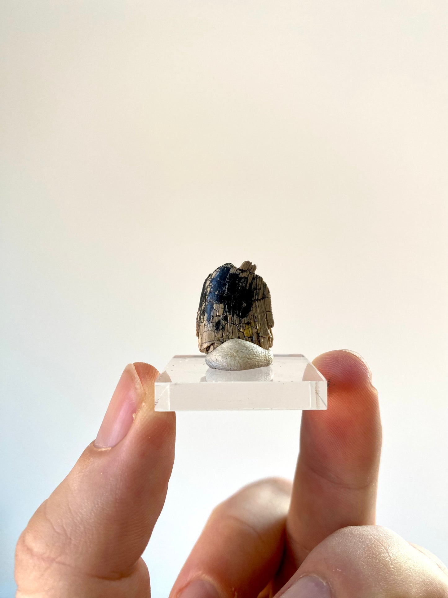 Fragment van een fossiele dinosaurustand van Afrovenator abakensis (0,72 inch) - Jura, Niger