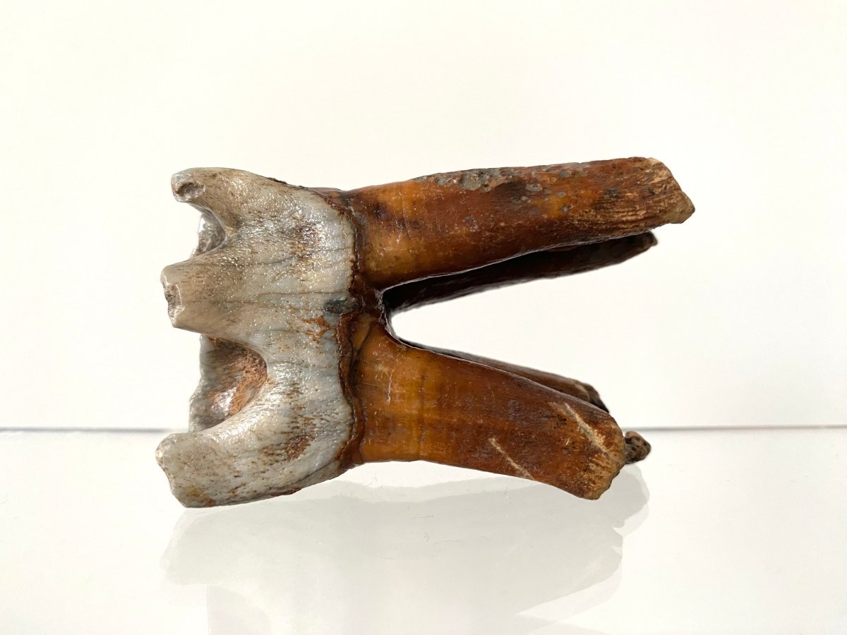 2.71" Coelodonta species Molar - FossilsAndMore