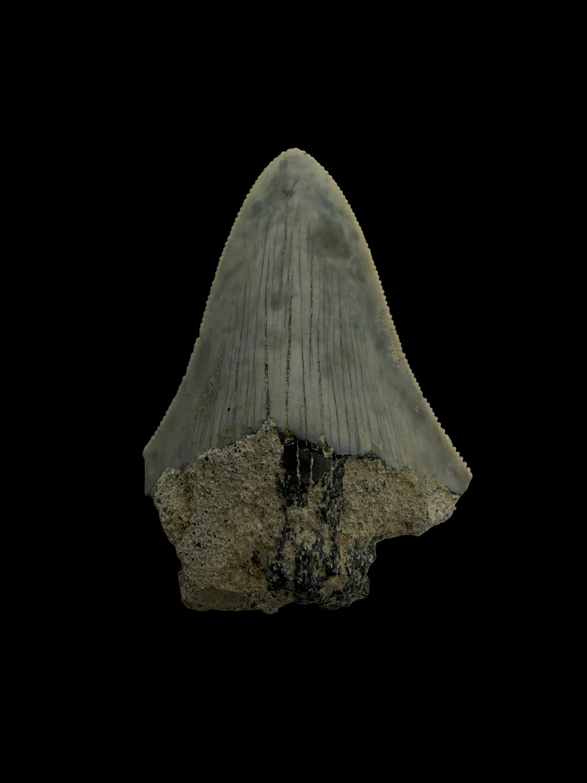 Megalodon Tandfragment uit Indonesië | 2,17 inch