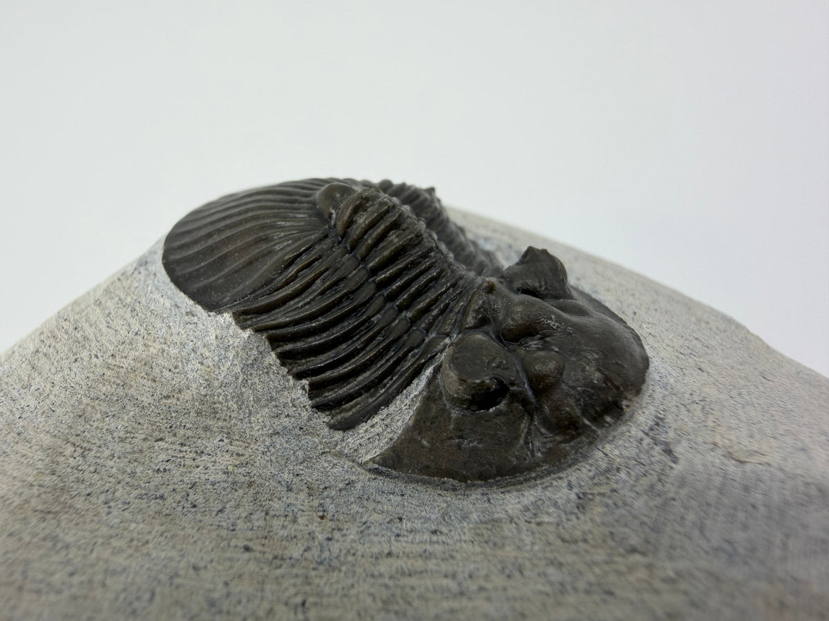 Scutellum sp. Trilobiet op Matrix uit Devoon, Marokko (1.32 inch)