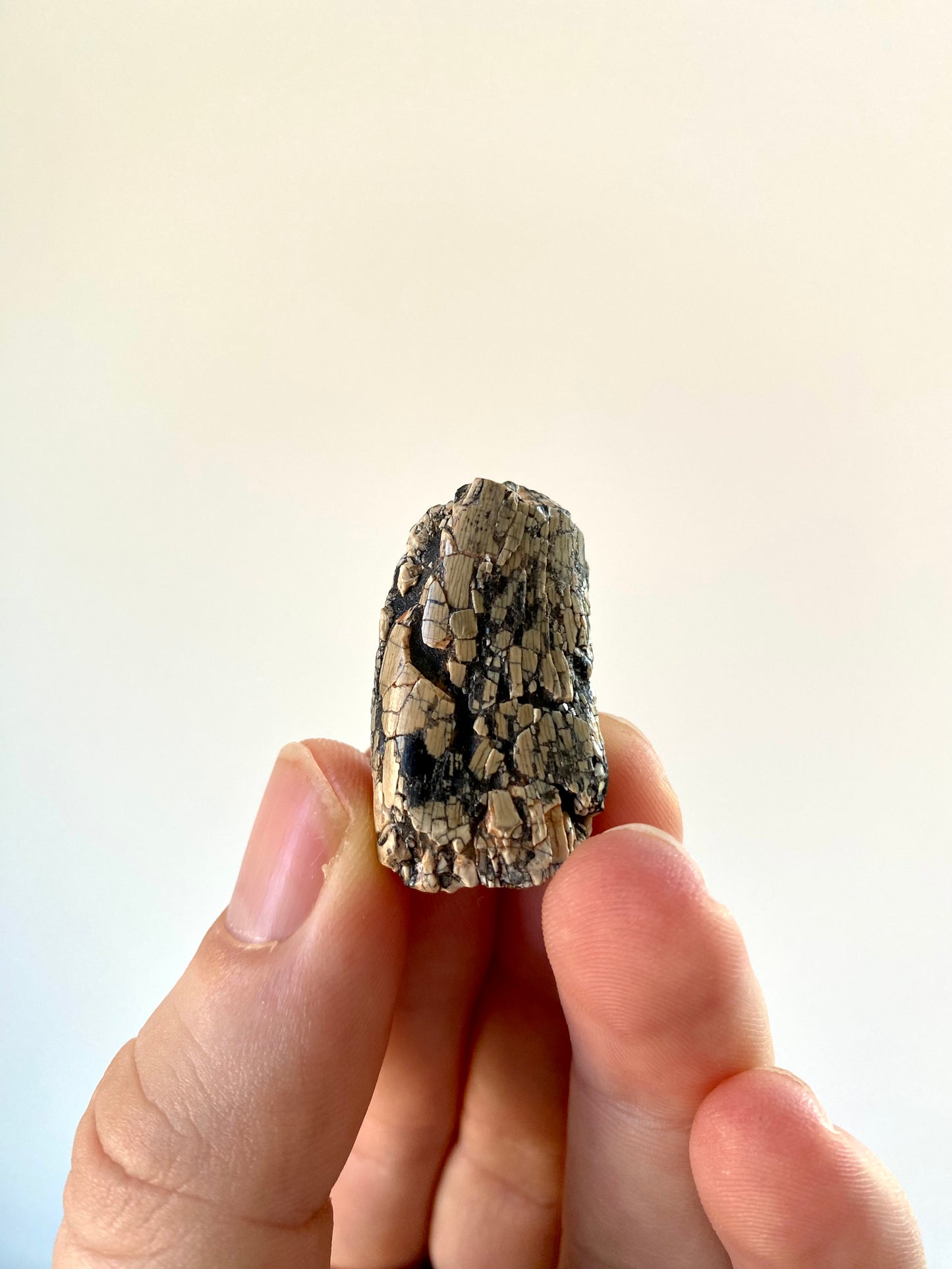 Fossiele dinosaurustand van Afrovenator abakensis (1,25 inch) - Jura, Niger