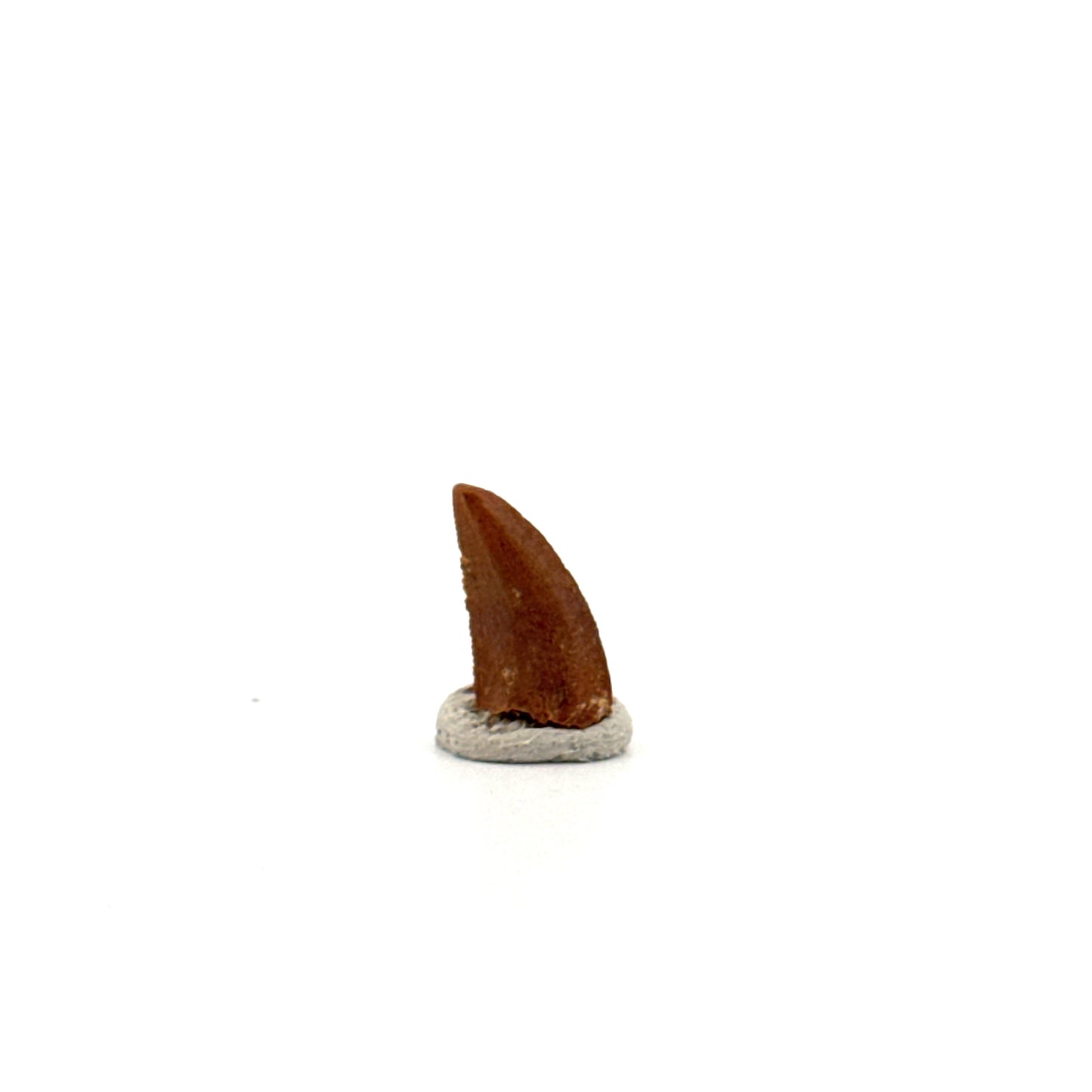 Fossiele tand van een Abelisauride dinosaurus uit Kem Kem, Marokko (0,49 inch)