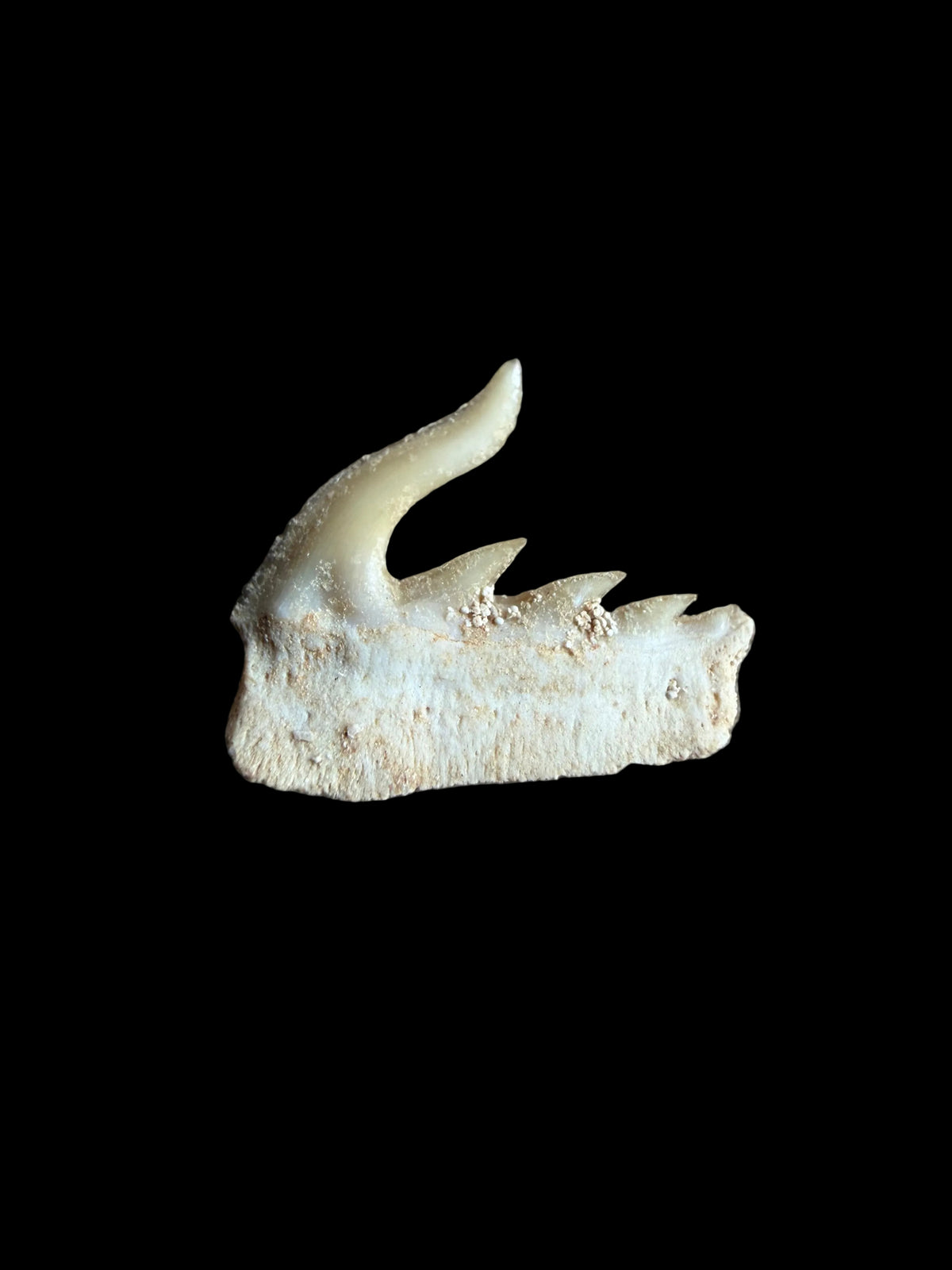Weltonia ancistrodon haaientand fossiel uit Marokko (O002)