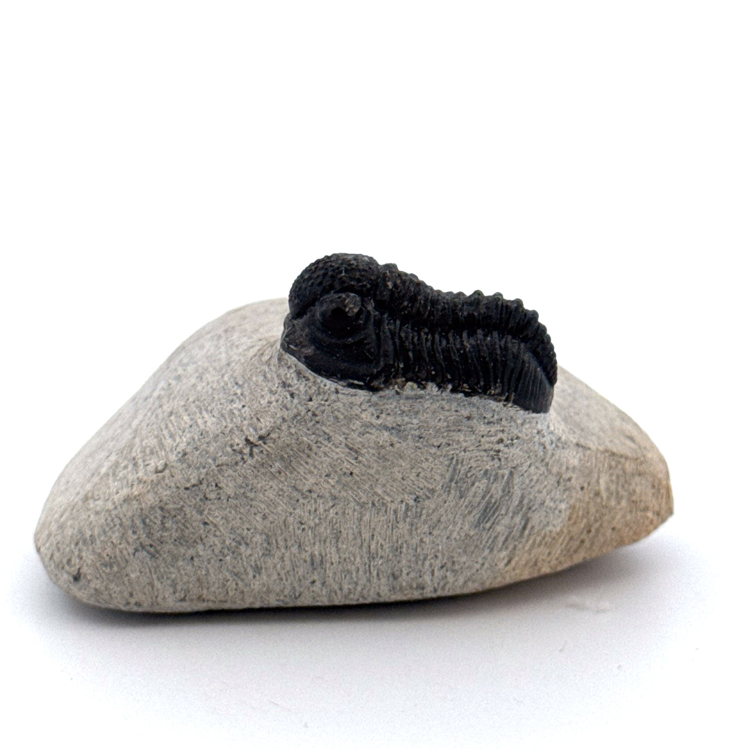Gerastos granulosus Devonian Trilobite Fossil from Morocco (S02)