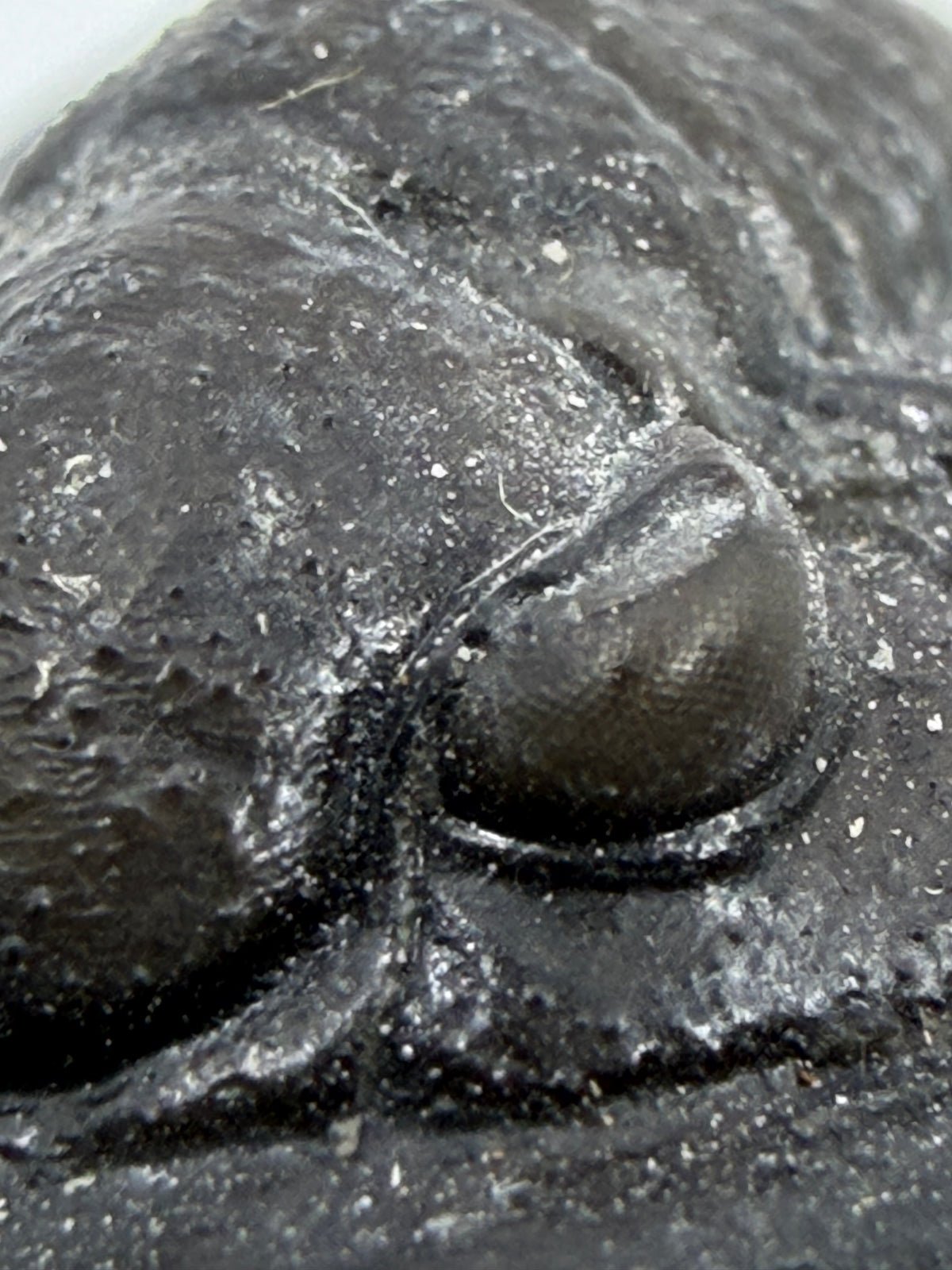 Devonian Proetid Trilobite from Morocco | 1"