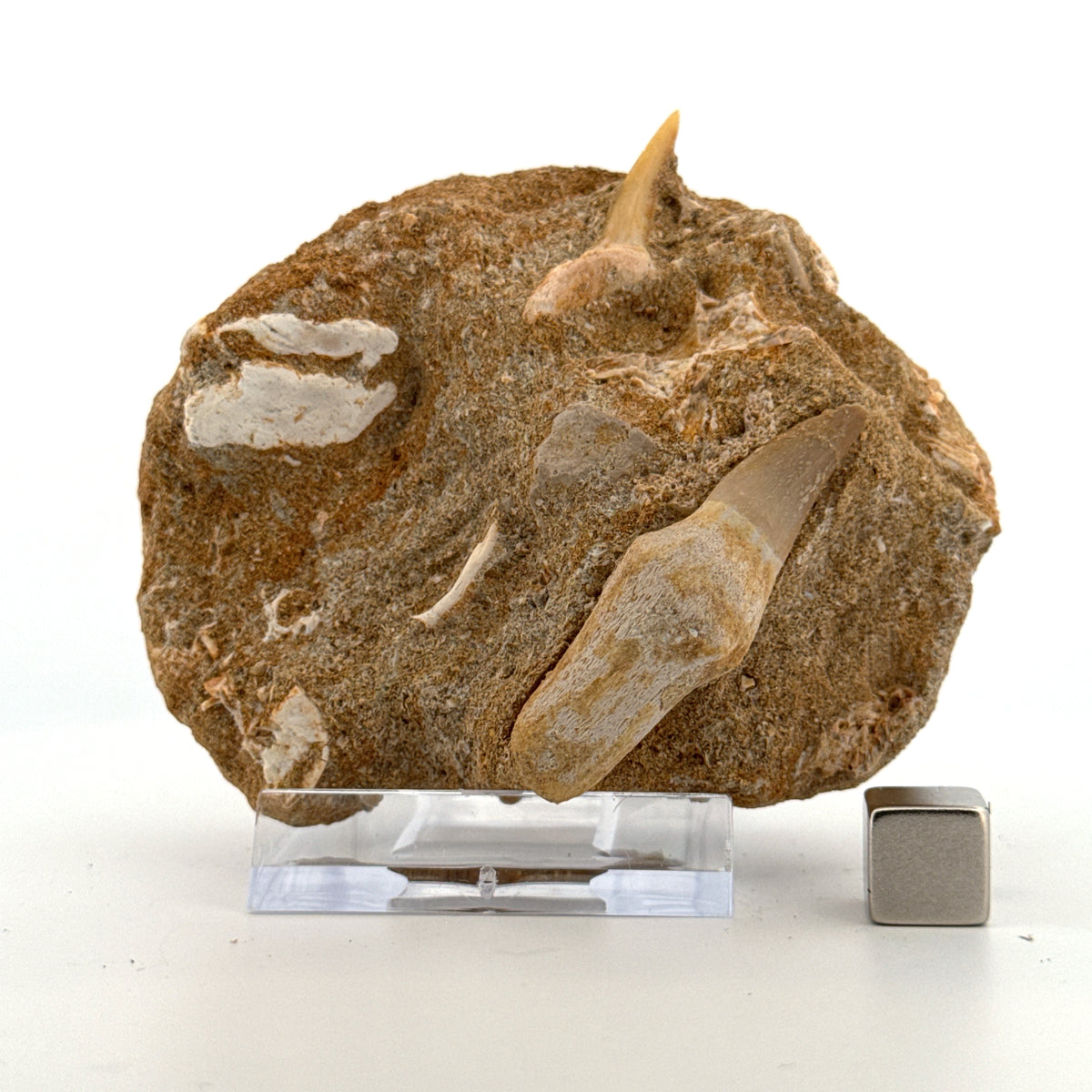 Small rooted Mosasaur Tooth and Sand Tiger tooth from Morocco