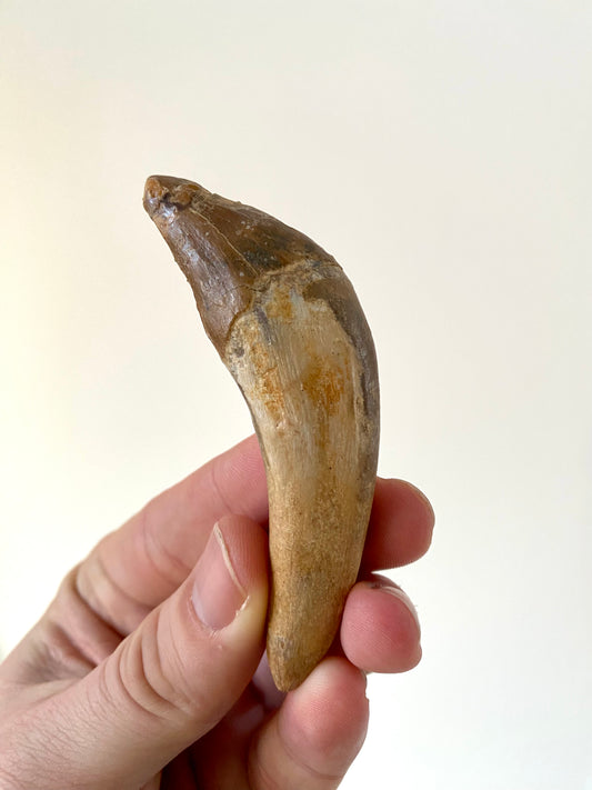 Fossiele tand van een Basilosaurus (3,48 inch) - Laat Eoceen, Marokko