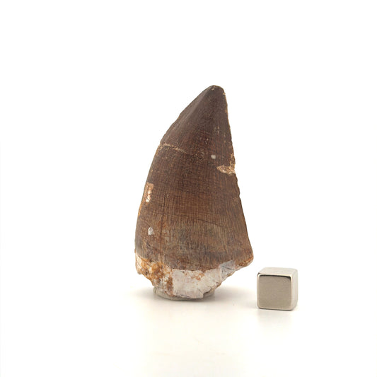 Mosasaur tooth fossil from Late Cretaceous, Morocco (2.42")