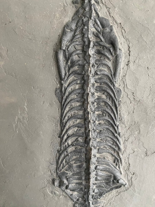 9.05" Keichousaurus Hui fossil, triassic marine reptile - FossilsAndMore
