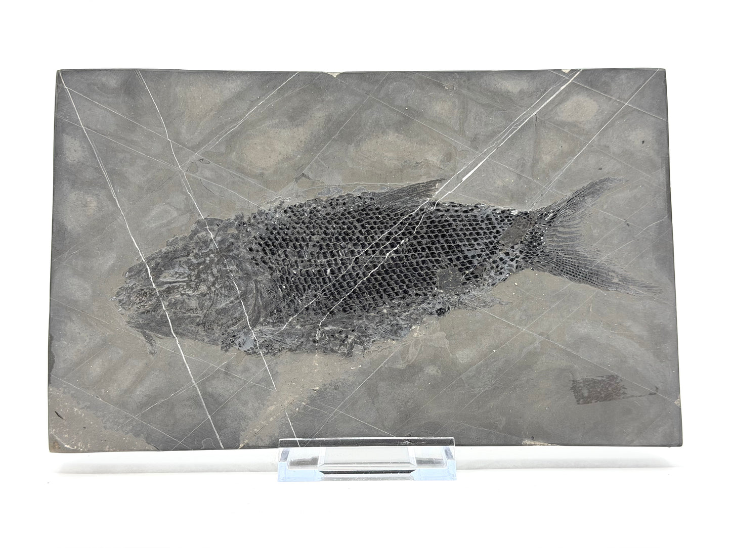 Asialepidotus shingyiensis fossiele vis (7,28 inch) uit het Trias, China