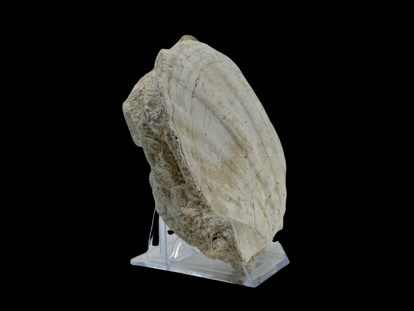Gigantopecten fossiele schelp – Mioceen, Frankrijk (6.30 inch)