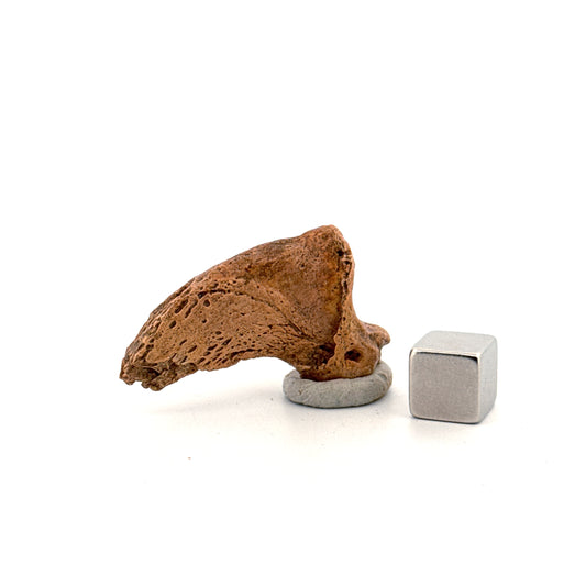 Holenbeer klauw (Ursus spelaeus), distale falanx fossiel (1.52 inch) uit Pleistoceen, Roemenië