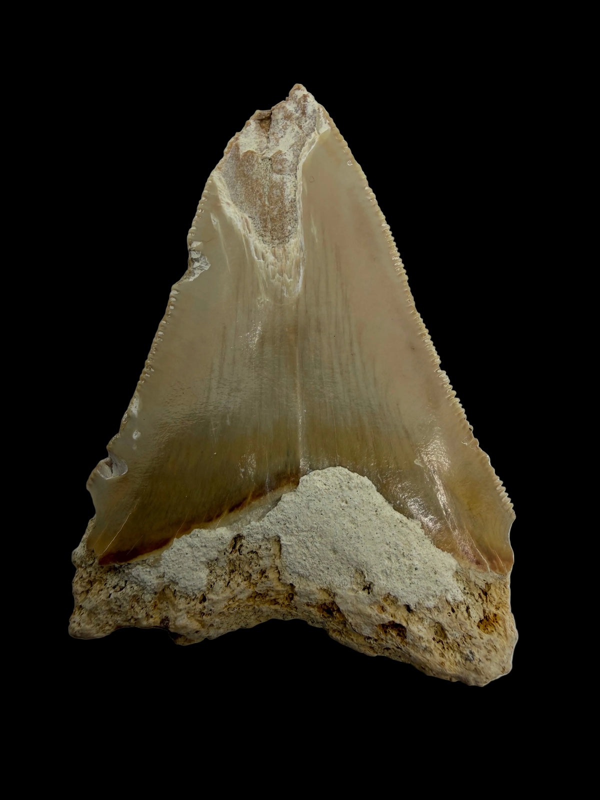 Megalodon Tandfragment uit Indonesië | 2,68 inch
