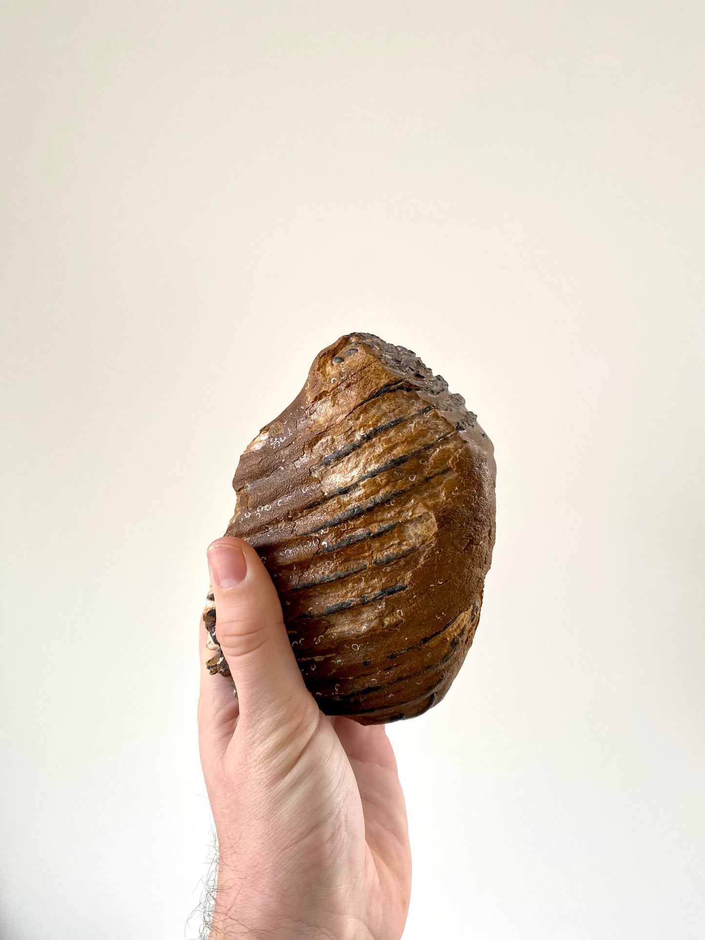 Mammoetkies Primigenius (5,50 inch) - Pleistoceen, Holland