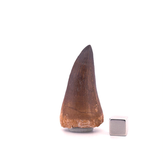 Mosasaur tooth fossil from Late Cretaceous, Morocco (1.93")