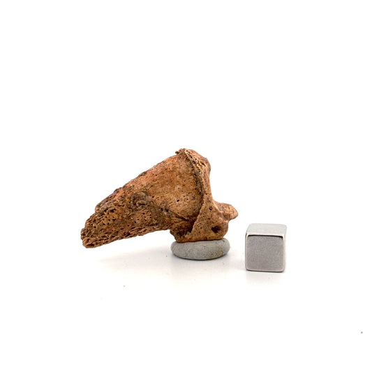 Holenbeer klauw (Ursus spelaeus), distale falanx fossiel (1.70 inch) uit Pleistoceen, Roemenië