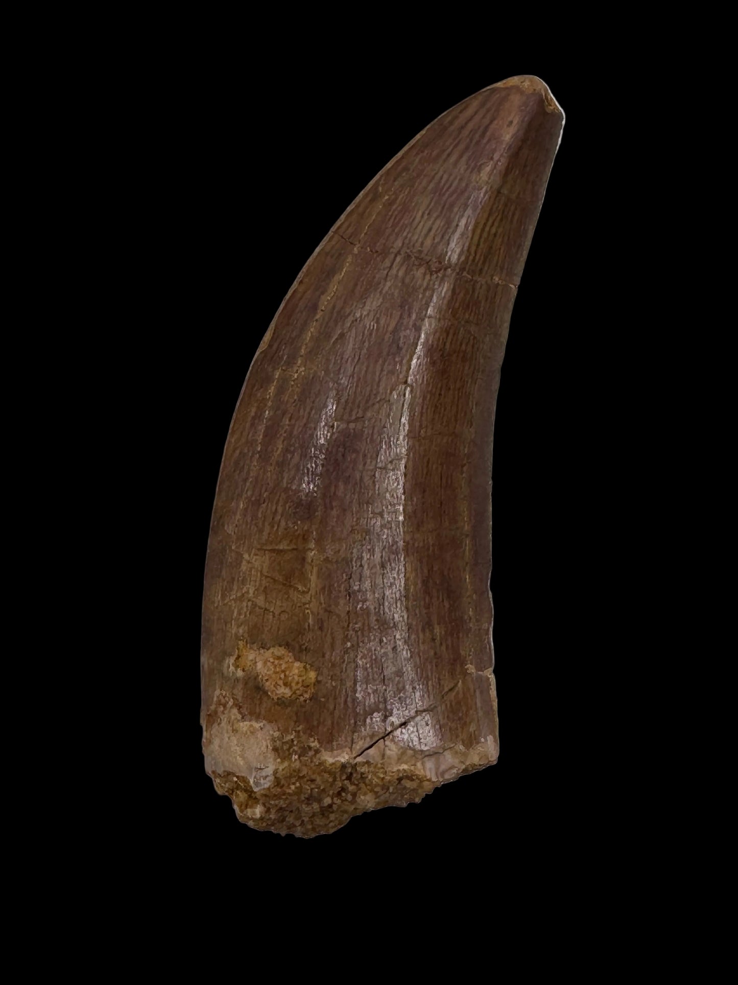 Carcharodontosaurus fossiele tand, Krijt dinosaurus tand uit Kem Kem Beds, Marokko (1,93 inch)