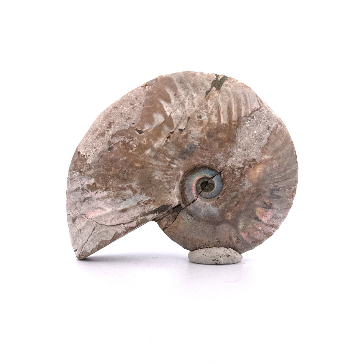 Iriserende ammoniet uit het Krijt, Madagaskar | 2,95 inch)