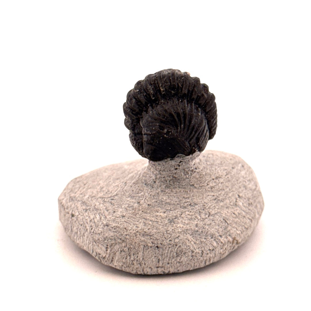 Gerastos granulosus Devonian Trilobite Fossil from Morocco (S04)