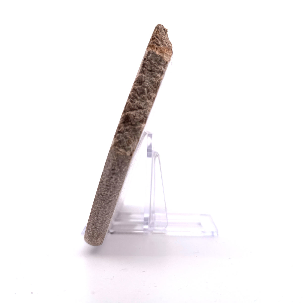 Polished Jurassic Sauropod Dinosaur Bone | 261 Grams