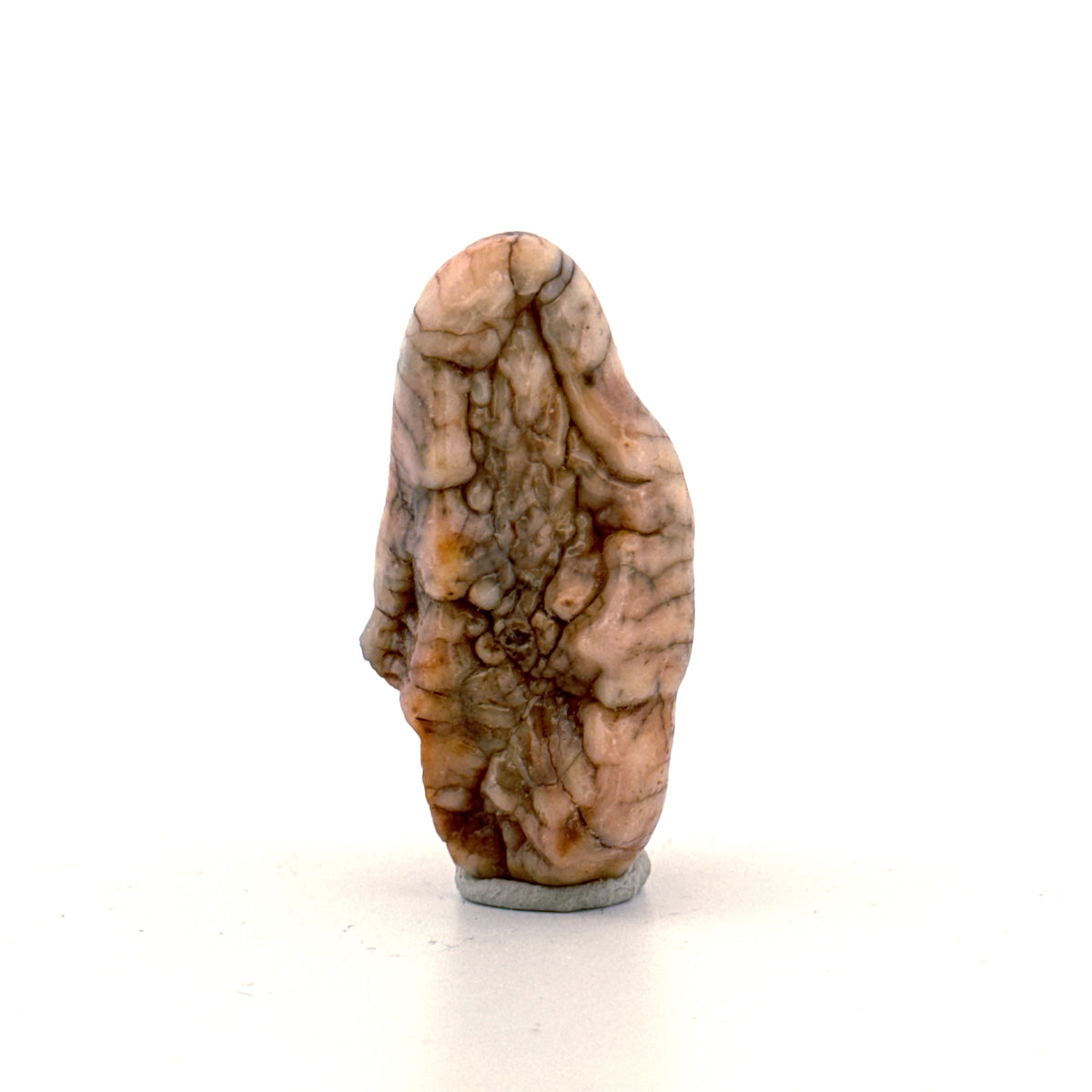 Cave Bear (Ursus spelaeus) molar from pleistocene, Rumania | 1.68"