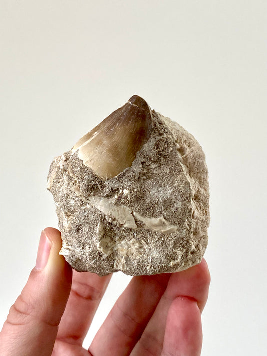 Mosasaurus fossil tooth (1.30") on Matrix - Cretaceous, Morocco