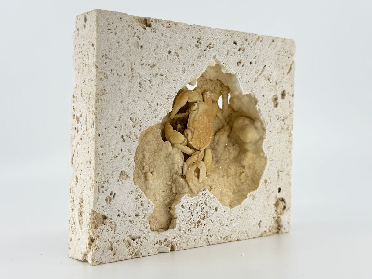 Exceptional Potamon Fossil Crab on Travertine Matrix (2.50") from Pleistocene, Turkey