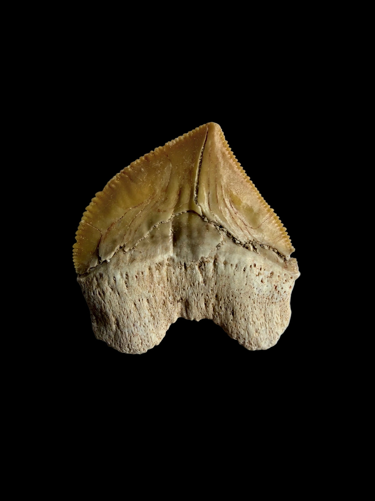 Squalicorax pristodontus shark tooth fossil from Morocco | 1.09"