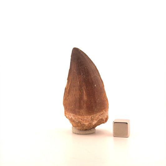 Mosasaur tooth fossil from Late Cretaceous, Morocco (2.21")