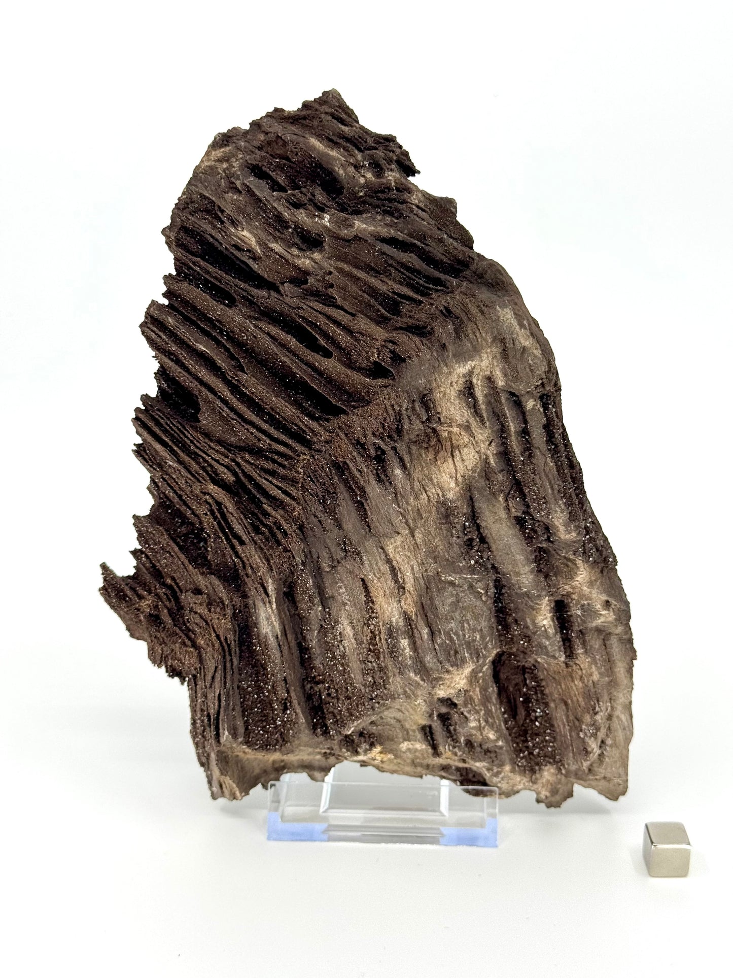 Groot stuk gepermineraliseerd hout bedekt met druzykwarts uit het Eoceen, Duitsland (919 Gram)