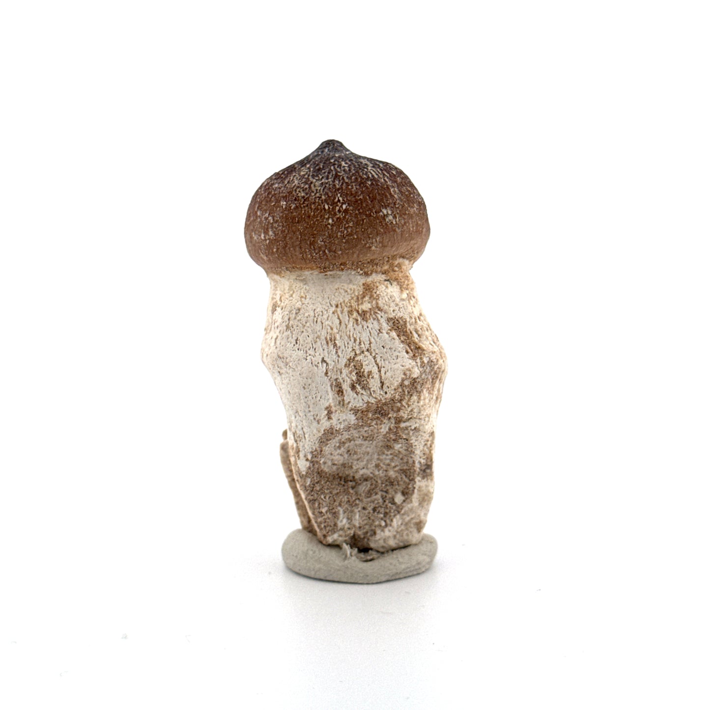 Globidens phosphaticus tooth with natural root from Cretaceous, Morocco (2.09")