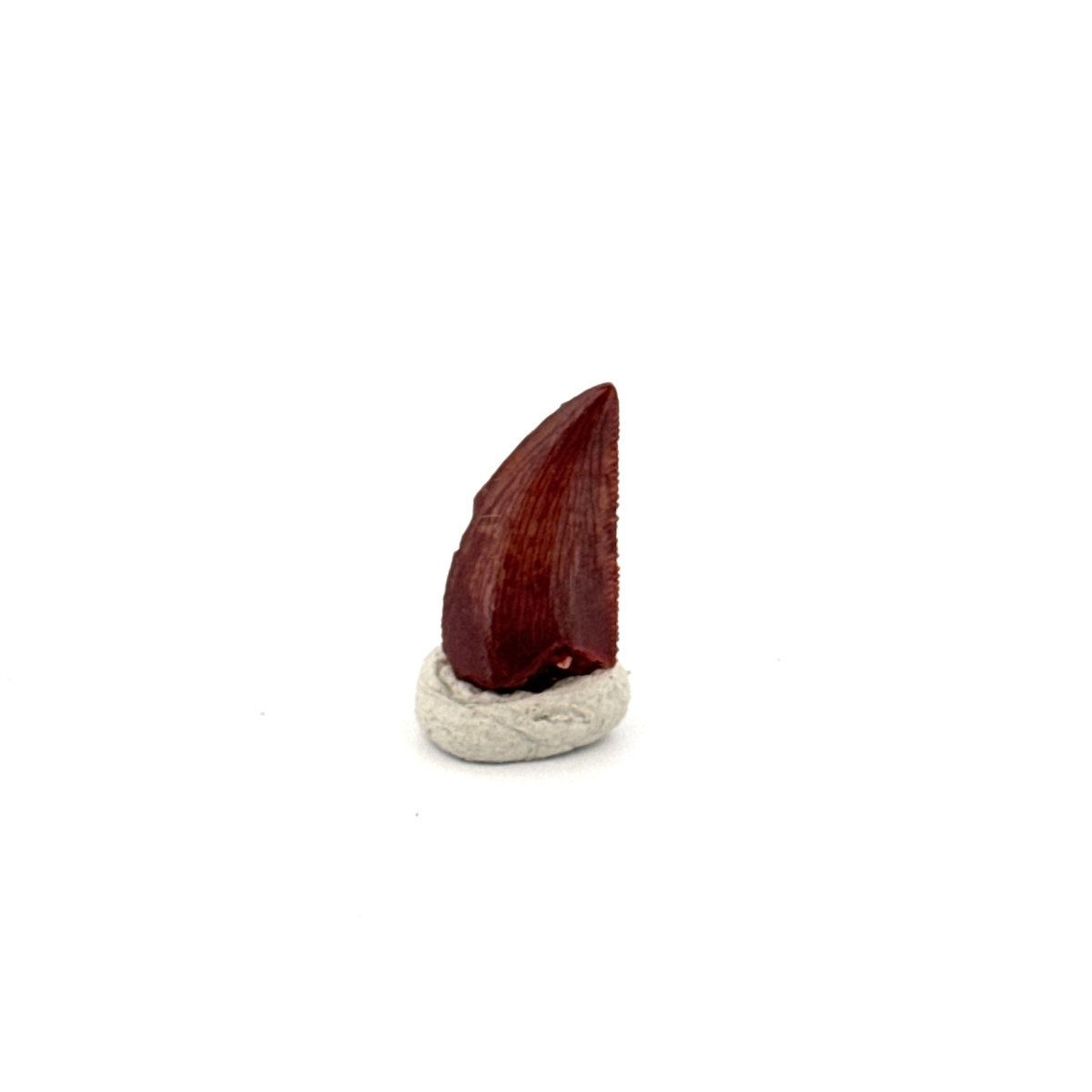 Abelisaurid fossil dinosaur tooth (0.59") from Kem Kem, Morocco - FossilsAndMore