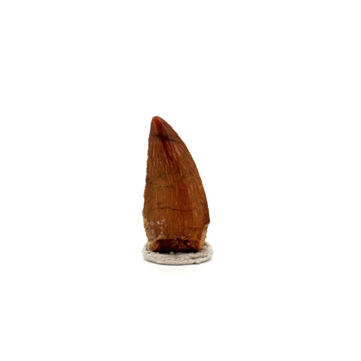 Abelisaurid fossil dinosaur tooth from Kem Kem, Morocco (0.82") - FossilsAndMore