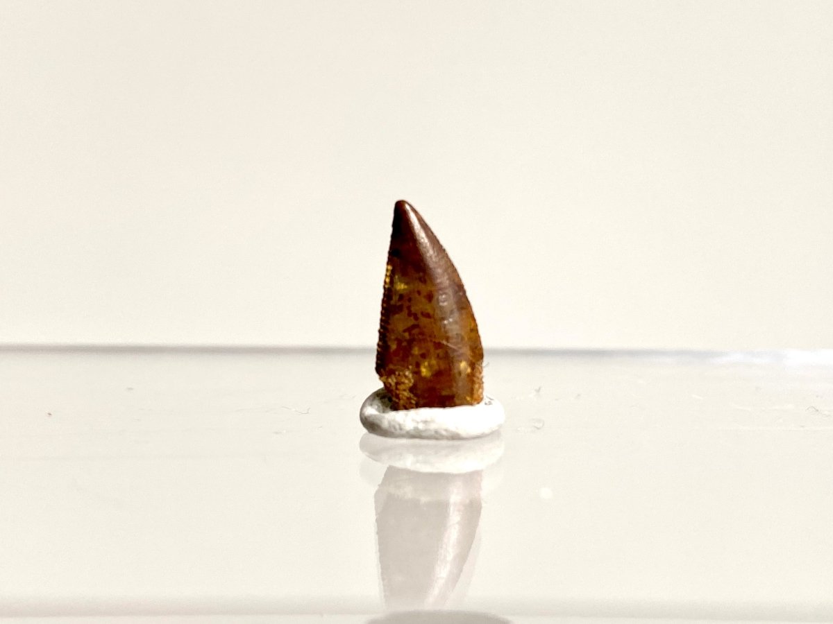 Abelisaurus species fossil tooth (0.53"), Kem Kem, Morocco - FossilsAndMore