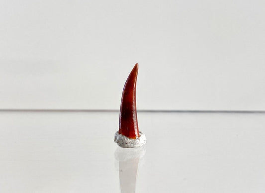 Aidachar pankowskii Fossil Fish Tooth (0.74") - Late Cretaceous, Morocco - FossilsAndMore
