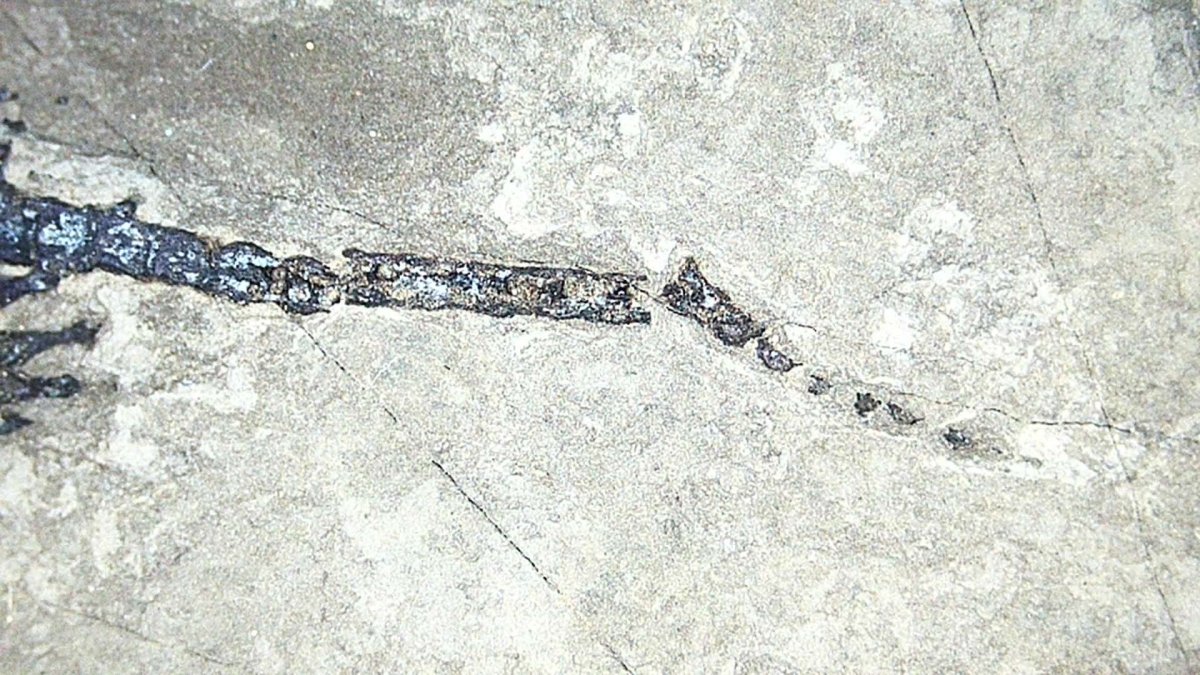 Baby Keichousaurus hui Fossil Triassic Marine Reptile from China (2.20") - FossilsAndMore