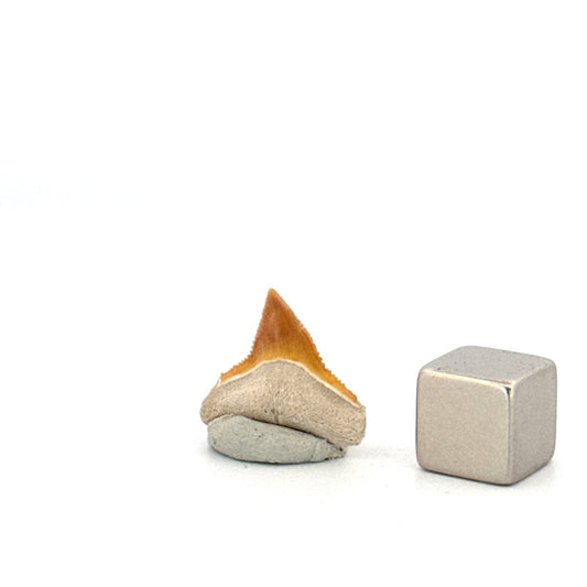 Bone Valley Bull shark fossil tooth from Miocene, USA (0.64") - FossilsAndMore