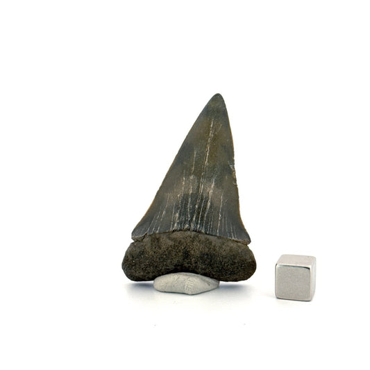 C. Hastalis fossil shark tooth (2.29") from Antwerp, Belgium - FossilsAndMore