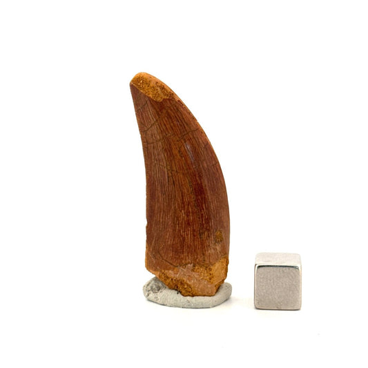 Carcharodontosaurus fossil tooth, Cretaceous Dinosaur tooth from Kem Kem Beds, Morocco (1.93") - FossilsAndMore